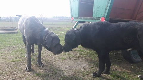 miłość Bacy i Portosa